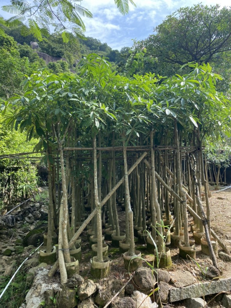 灯台树