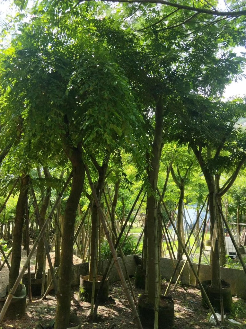 灯台树