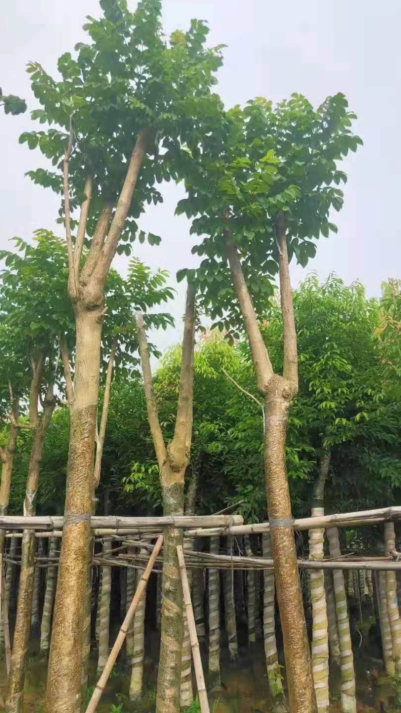 火焰木