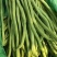 黑龙江新开园豆角油豆角质量好价格低提供空运服务