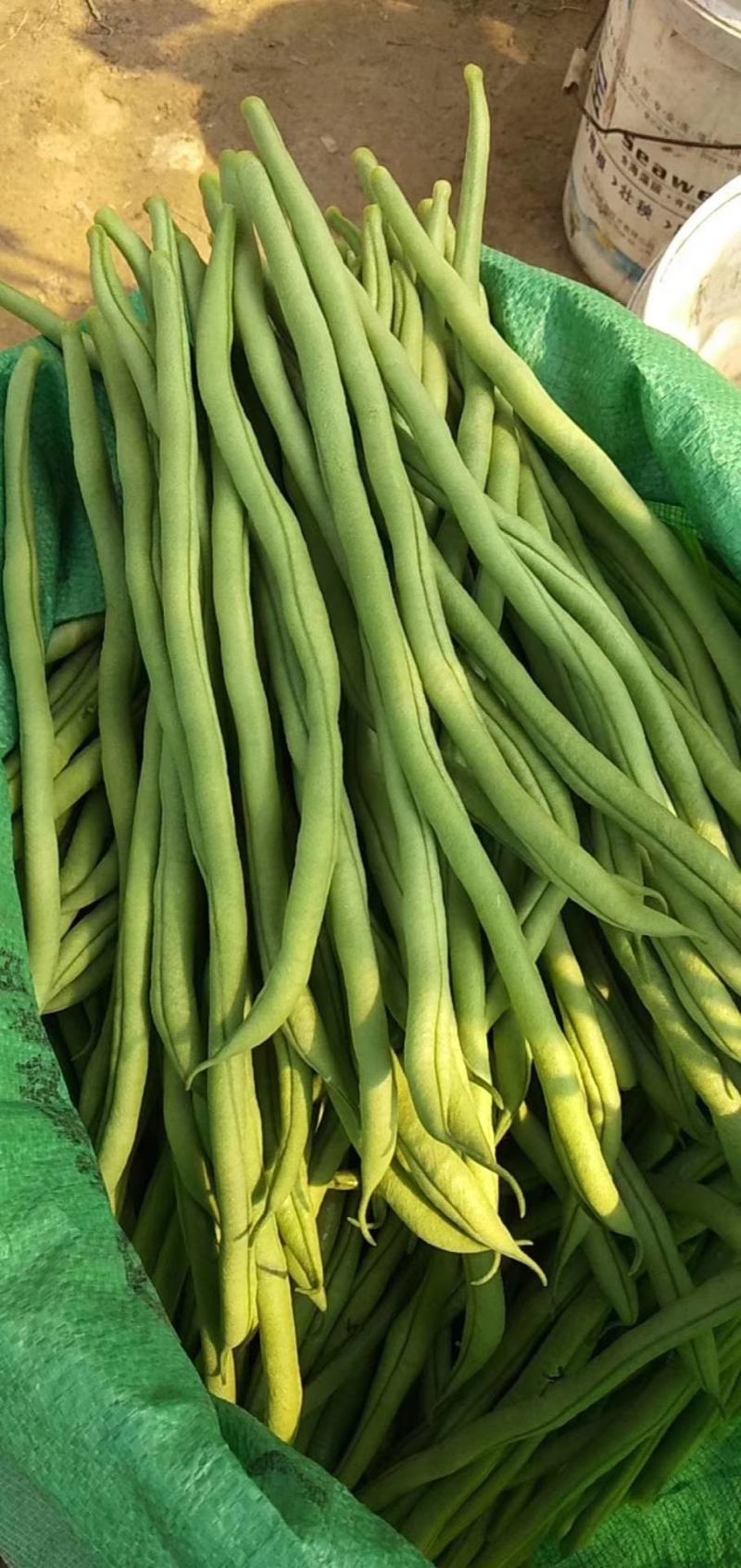 黑龙江新开园豆角油豆角质量好价格低提供空运服务