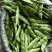 黑龙江新开园豆角油豆角质量好价格低提供空运服务