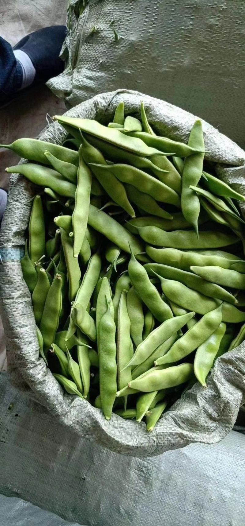 黑龙江新开园豆角油豆角质量好价格低提供空运服务