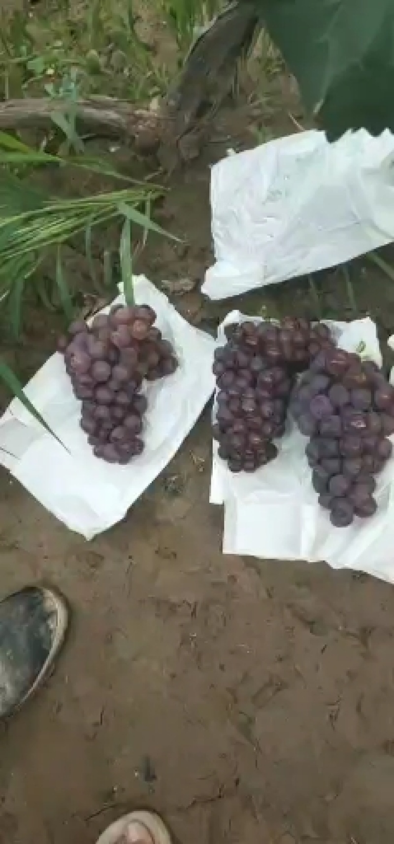 红无核葡萄，万亩葡萄基地各个品种，欢迎全国各地客商前来收