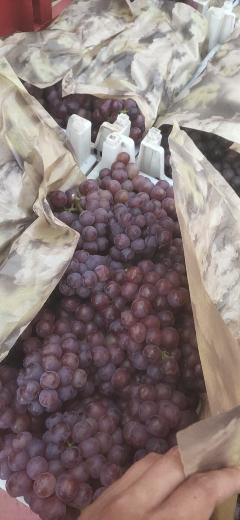 红无核葡萄，万亩葡萄基地各个品种，欢迎全国各地客商前来收