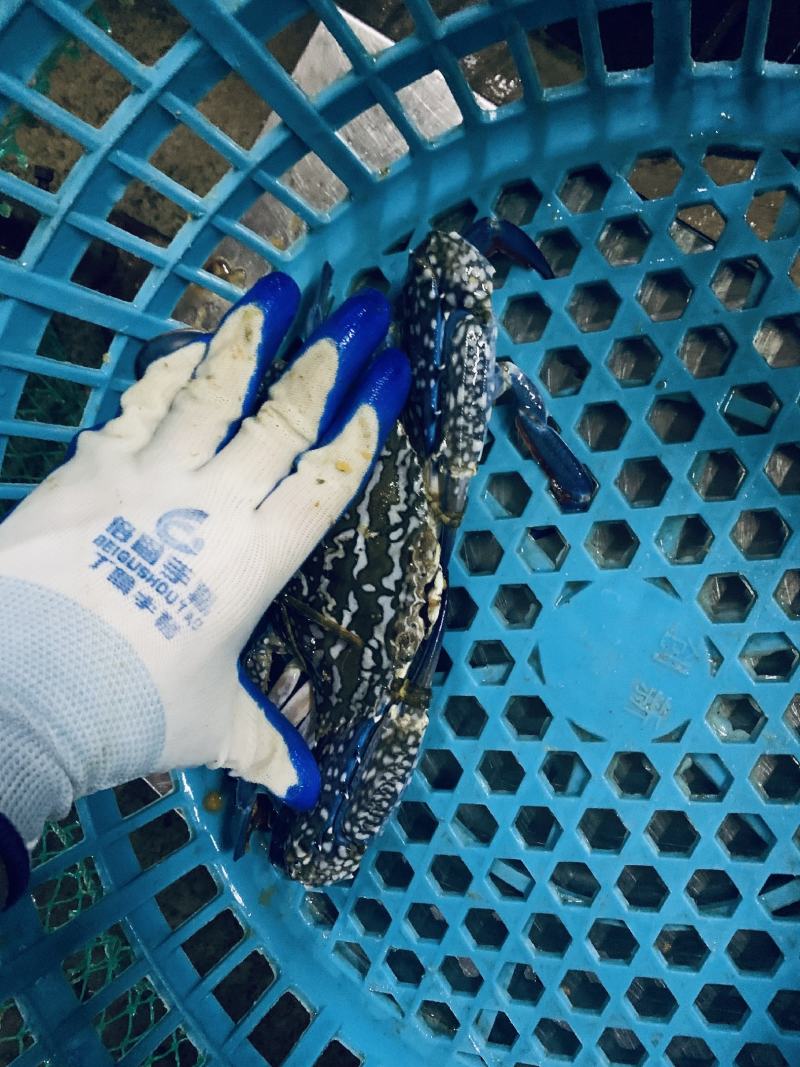 广西北海兰花蟹（非越南货，非钦州货）肉质肥美，生猛耐养