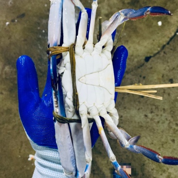 广西北海兰花蟹（非越南货，非钦州货）肉质肥美，生猛耐养