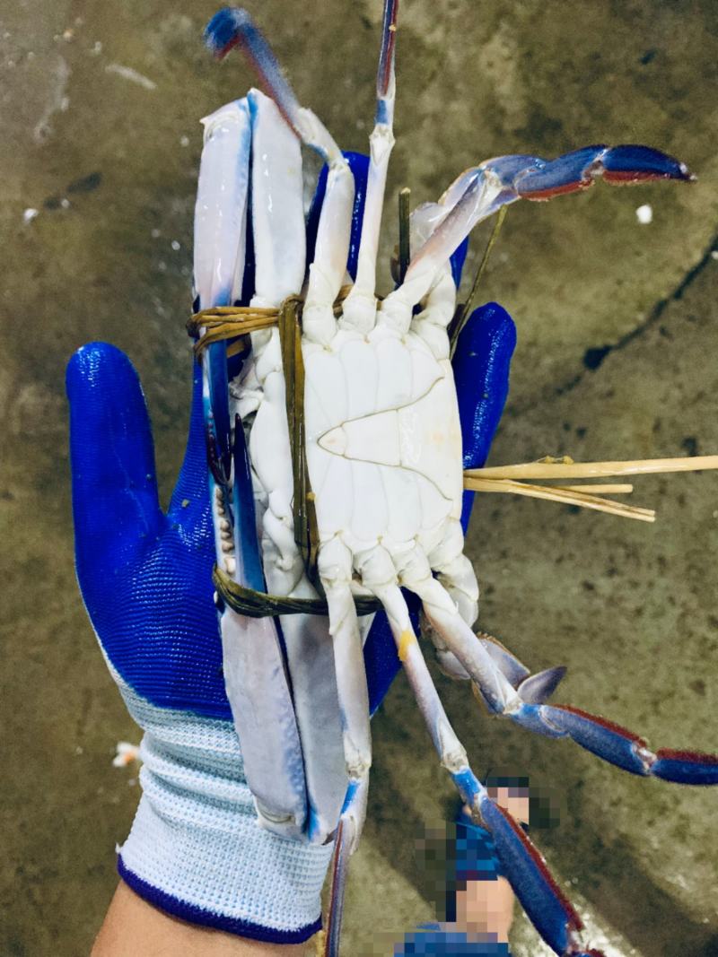 广西北海兰花蟹（非越南货，非钦州货）肉质肥美，生猛耐养