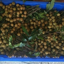 广东省茂名龙眼储良龙眼，新鲜现摘龙眼，支持一件代发