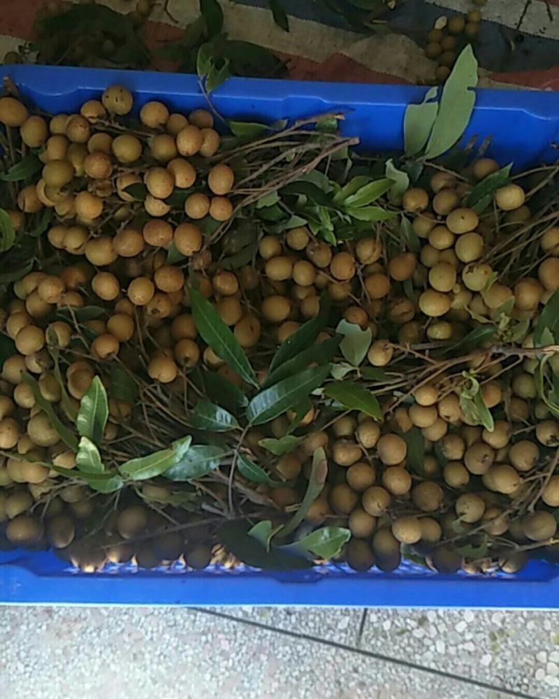 广东省茂名龙眼储良龙眼，新鲜现摘龙眼，支持一件代发