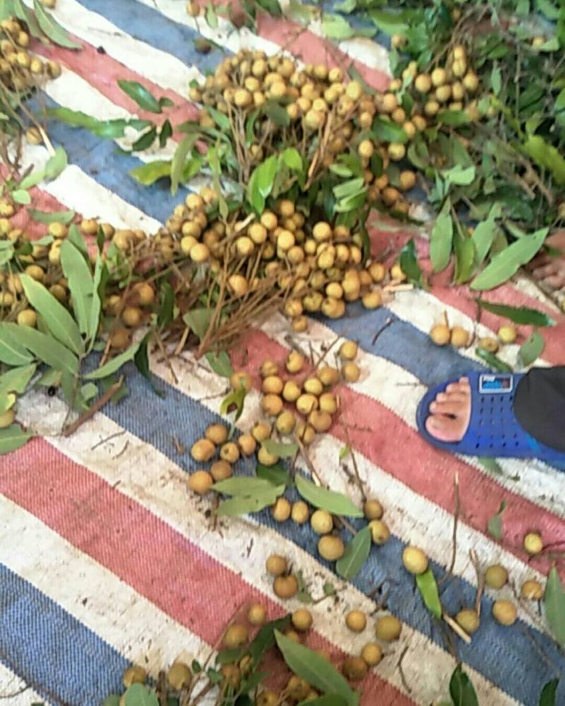 广东省茂名龙眼储良龙眼，新鲜现摘龙眼，支持一件代发