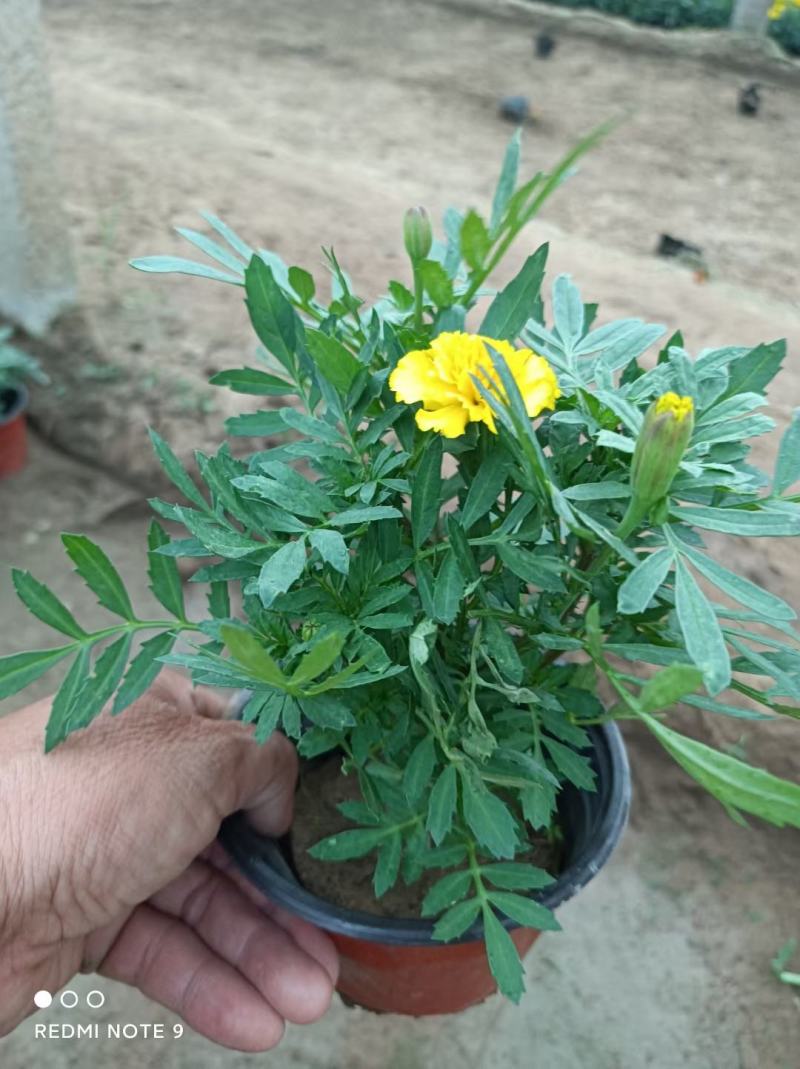 孔雀草出货中，苗圃直发，小皮桶双色盆，价格低质量好