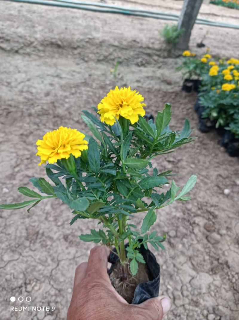 孔雀草出货中，苗圃直发，小皮桶双色盆，价格低质量好