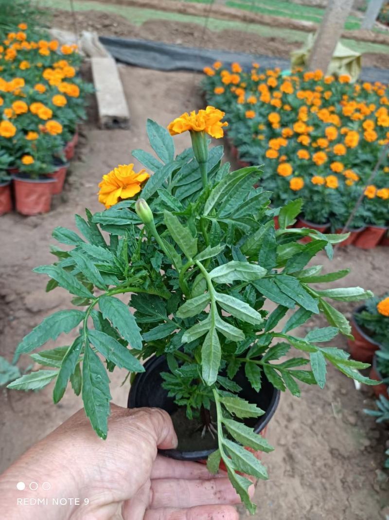 孔雀草出货中，苗圃直发，小皮桶双色盆，价格低质量好