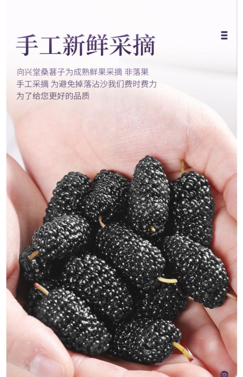 黑桑葚干精选攀枝花货一手货源大货批发
