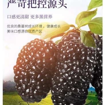 黑桑葚干精选攀枝花货一手货源大货批发