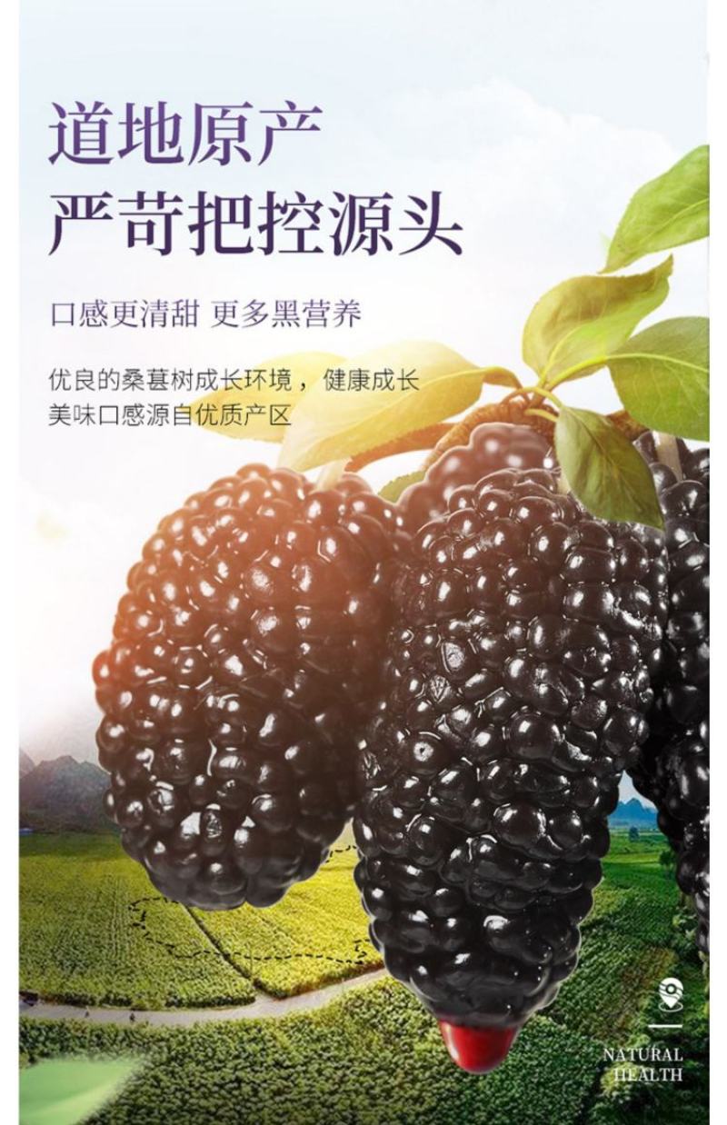 黑桑葚干精选攀枝花货一手货源大货批发