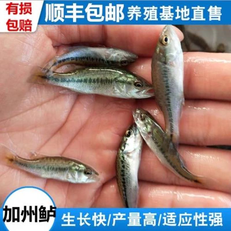 现货包邮淡水鲈鱼苗加州鲈鱼苗大口黑鲈鱼苗包邮论斤卖