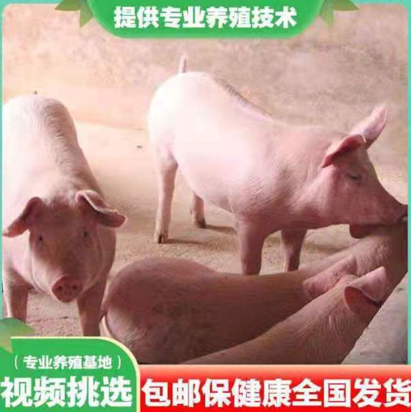 三元仔猪，山东仔猪，养殖繁育基地，猪苗长性快防疫齐全