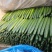 山东沂南精品亮条黄瓜大型超市对接量大供应