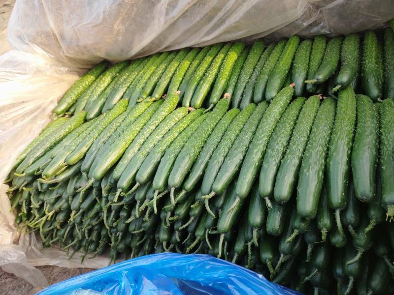 山东沂南精品亮条黄瓜大型超市对接量大供应