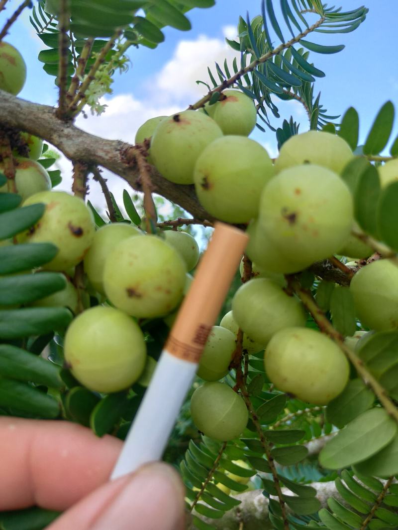 牛柑果