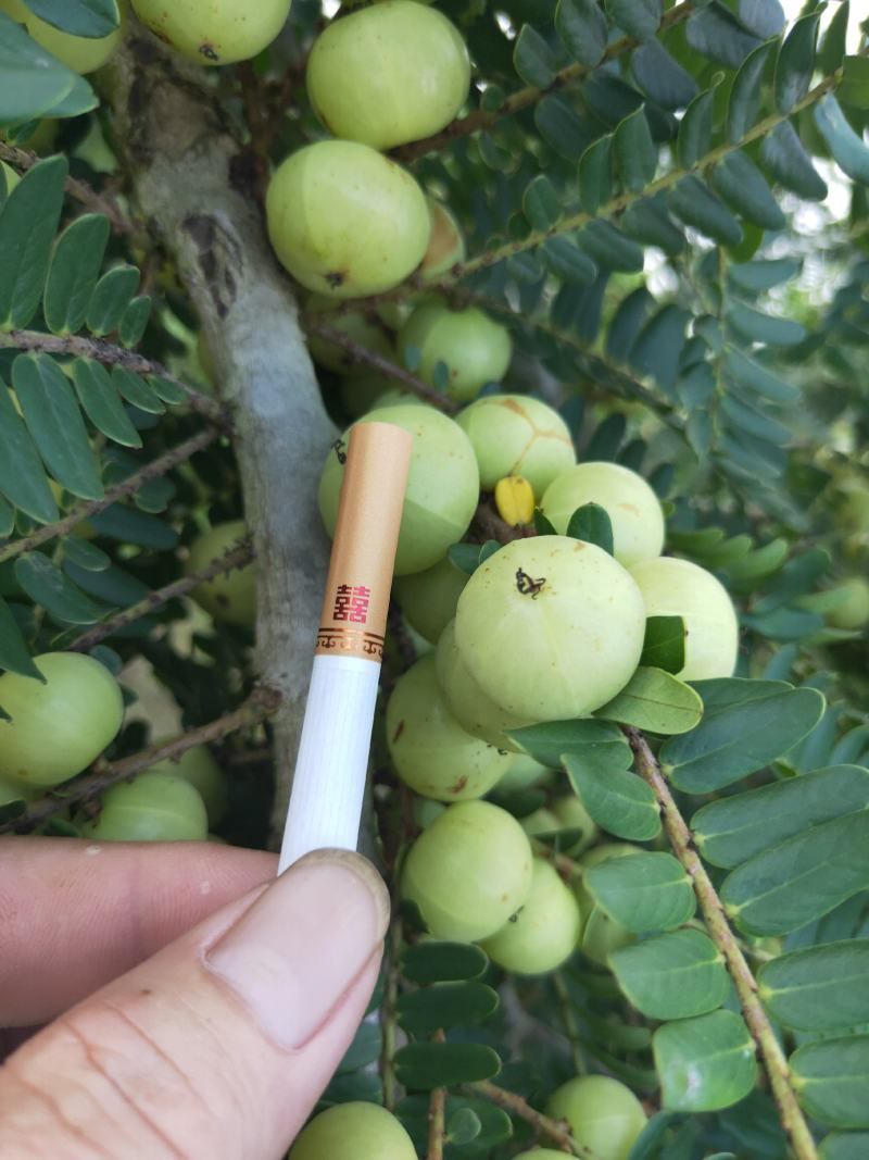 牛柑果
