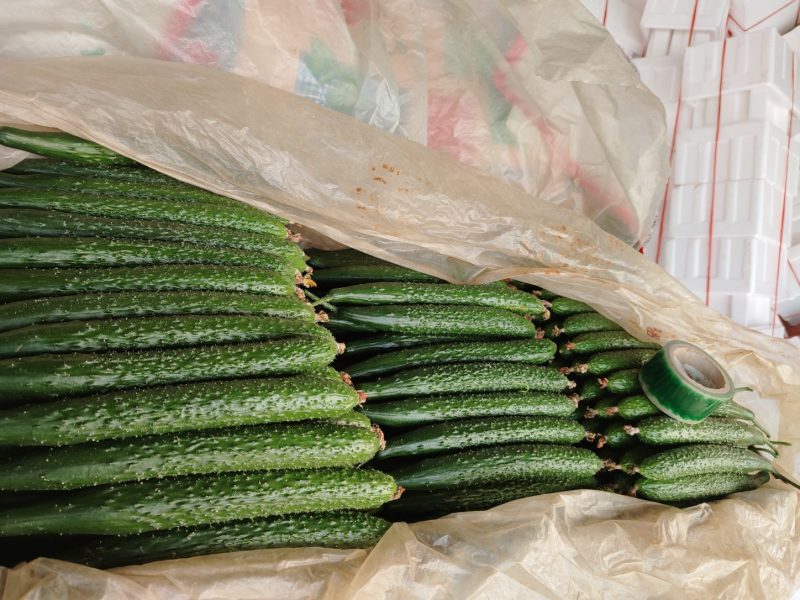 山东沂南精品亮条黄瓜大型超市对接量大供应