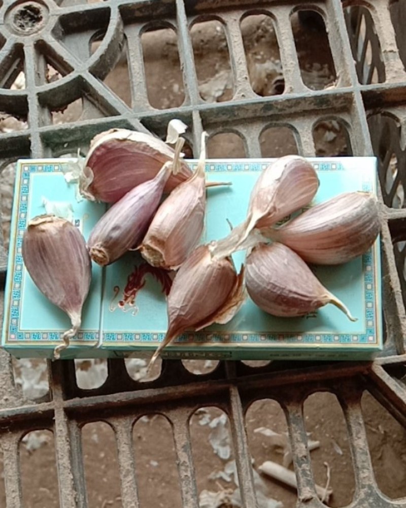 大蒜种子川蒜头苔蒜瓣红根蒜苗种子寒蒜二月早硬叶蒜苗种子