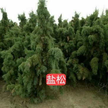 盐松【特性，耐盐碱，耐高温，耐干旱，适合海边及盐碱绿