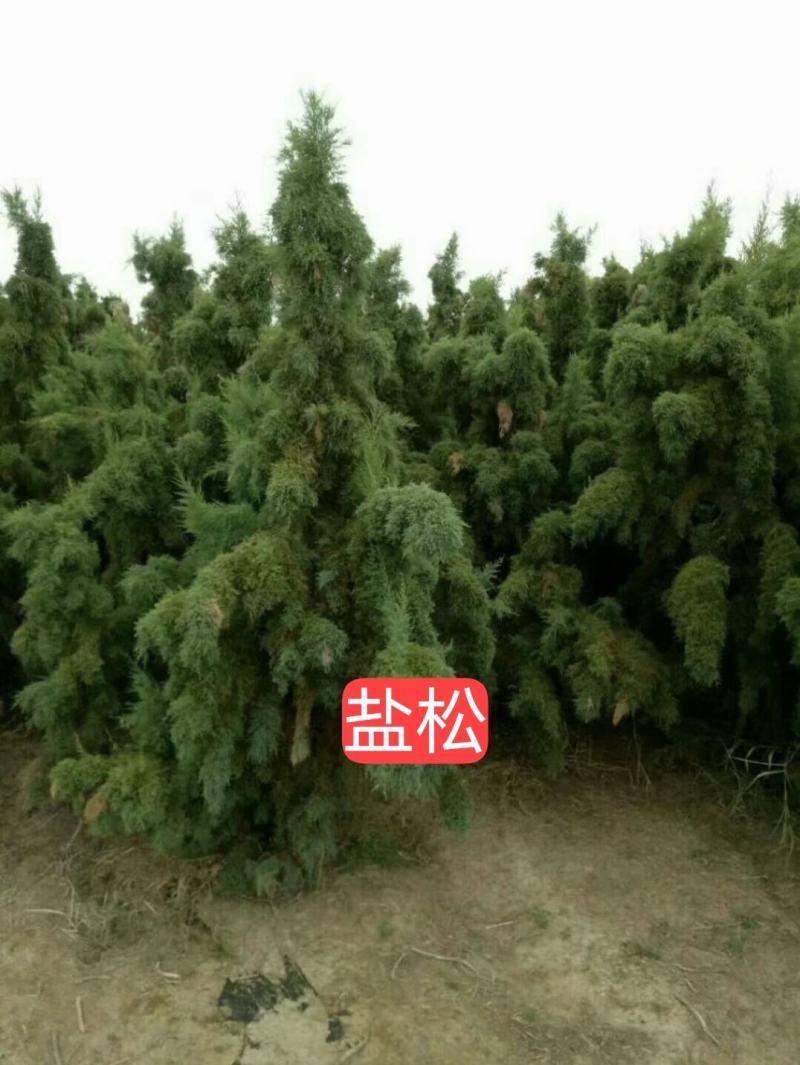 盐松【特性，耐盐碱，耐高温，耐干旱，适合海边及盐碱绿