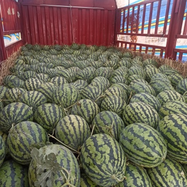 华州区露天甜王西瓜大量上市质量好个头度美支持视频看货