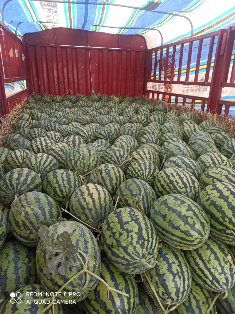 华州区露天甜王西瓜大量上市质量好个头度美支持视频看货