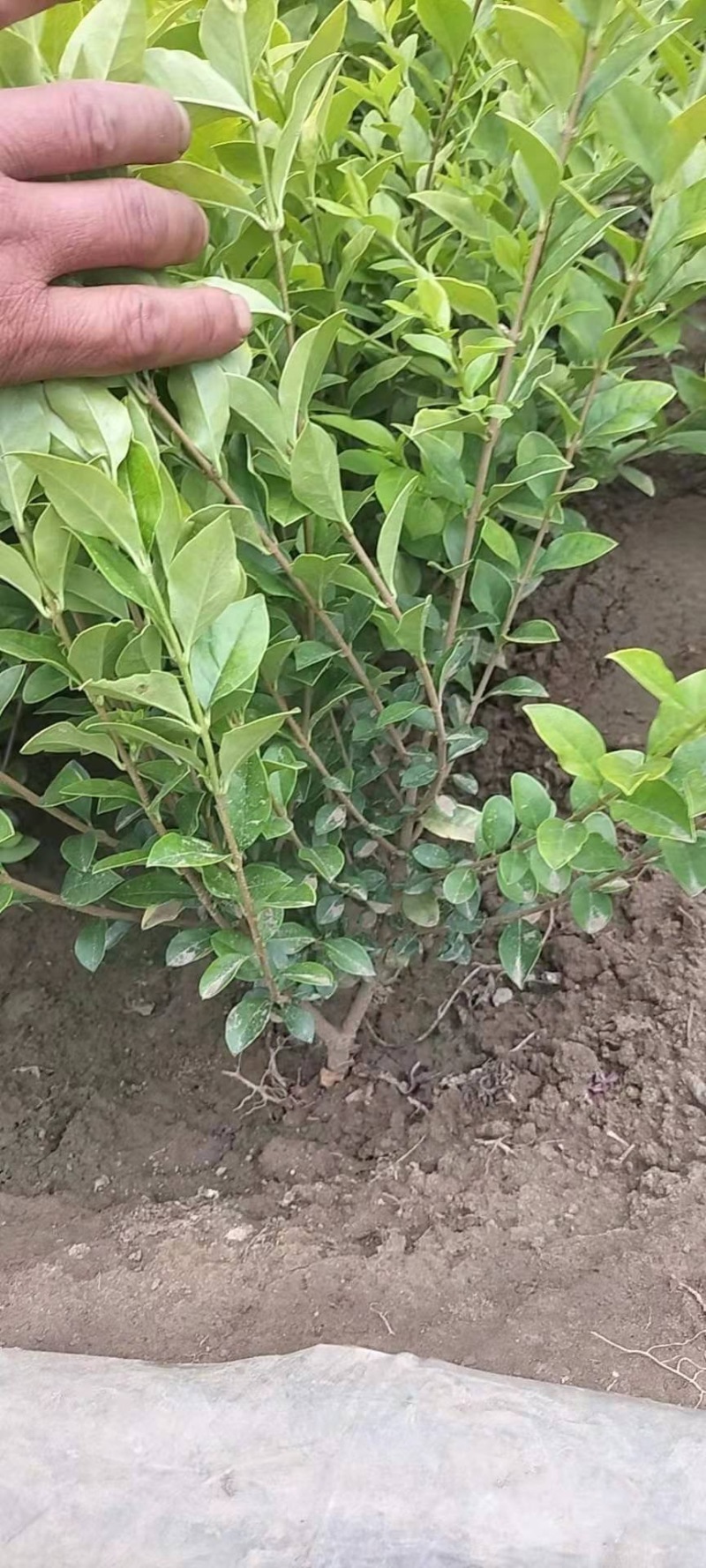 营养杯金叶女贞枝条粗壮喜光耐荫色泽金黄用于庭院绿化苗木