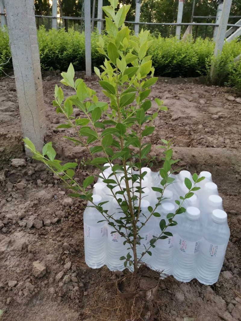 营养杯金叶女贞枝条粗壮喜光耐荫色泽金黄用于庭院绿化苗木