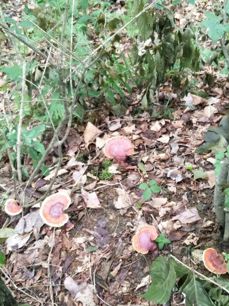 野生灵芝药用灵芝