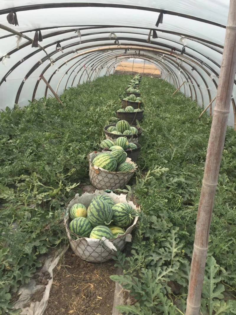 江苏连云港西瓜无籽西瓜大量上市中诚信报价欢迎咨询