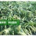 新鲜现摘甜玉米笋迷你即食小玉米笋嫩玉米沙拉菜食材包邮。