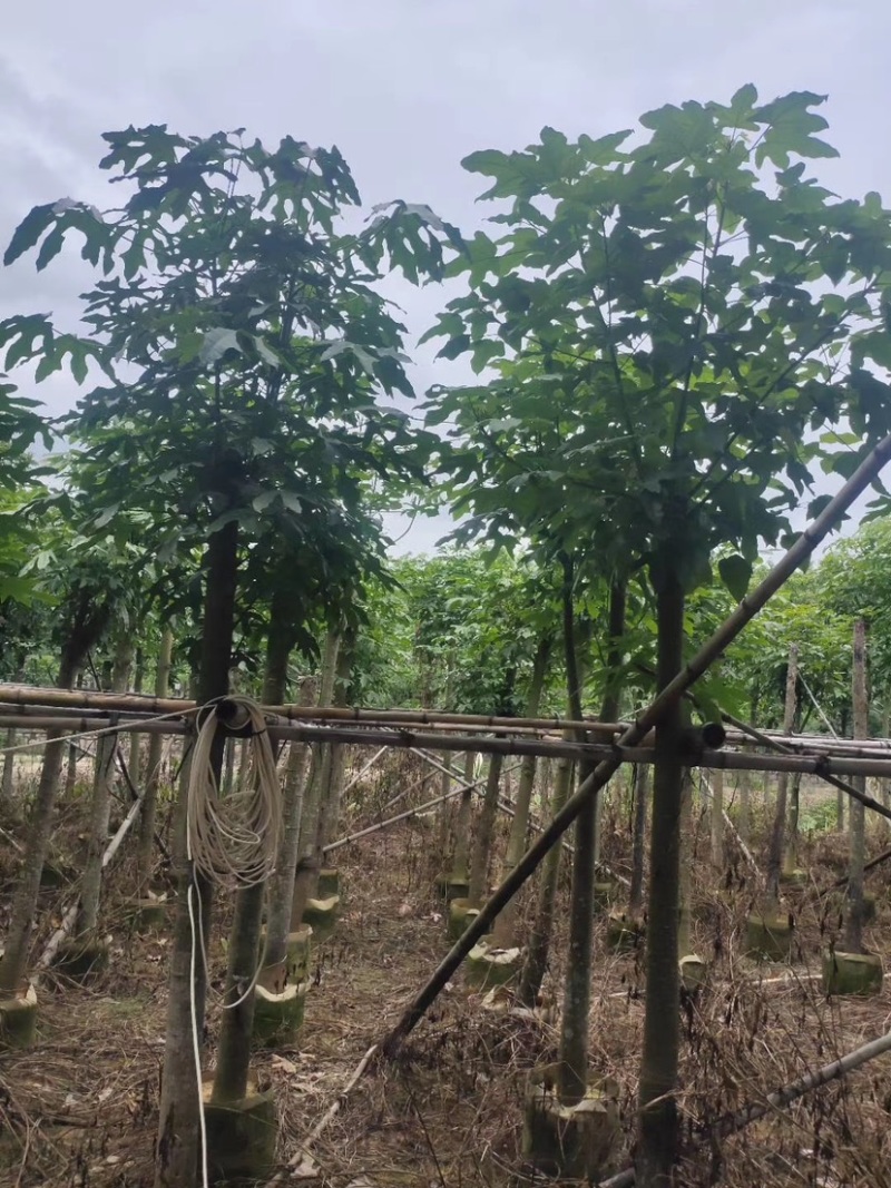 澳洲火焰木