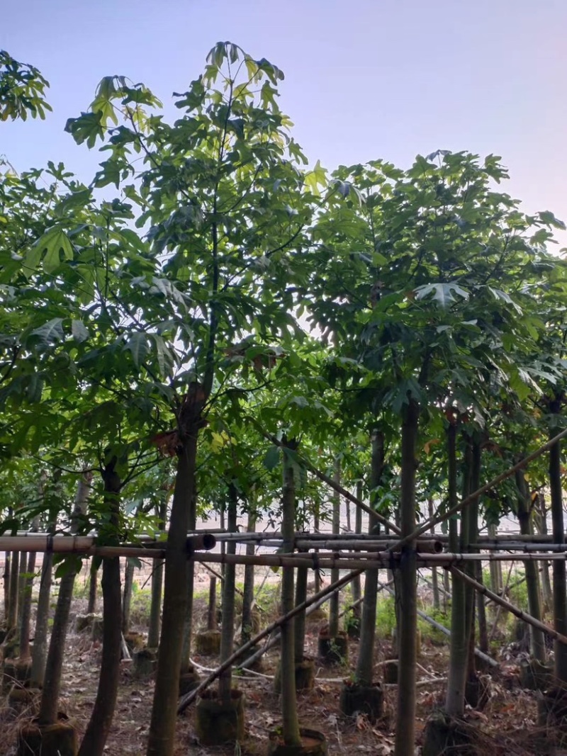 澳洲火焰木