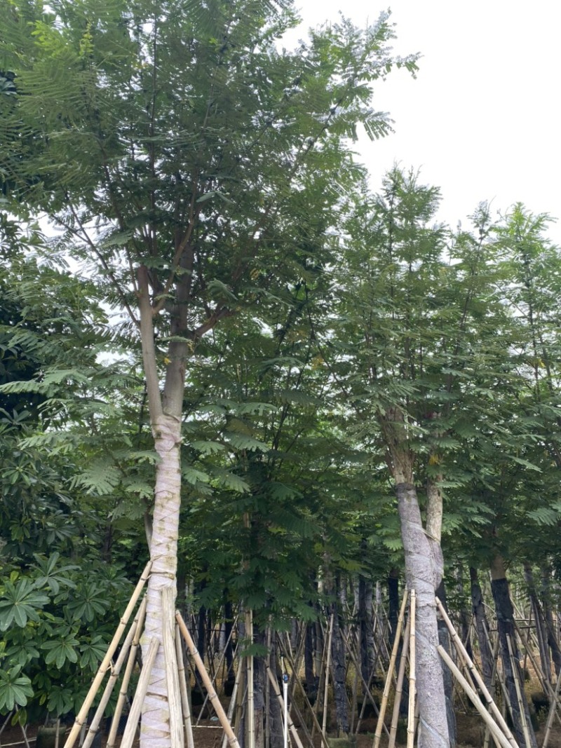 澳洲火焰木