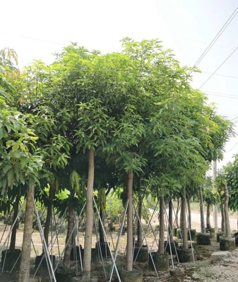 芒果
