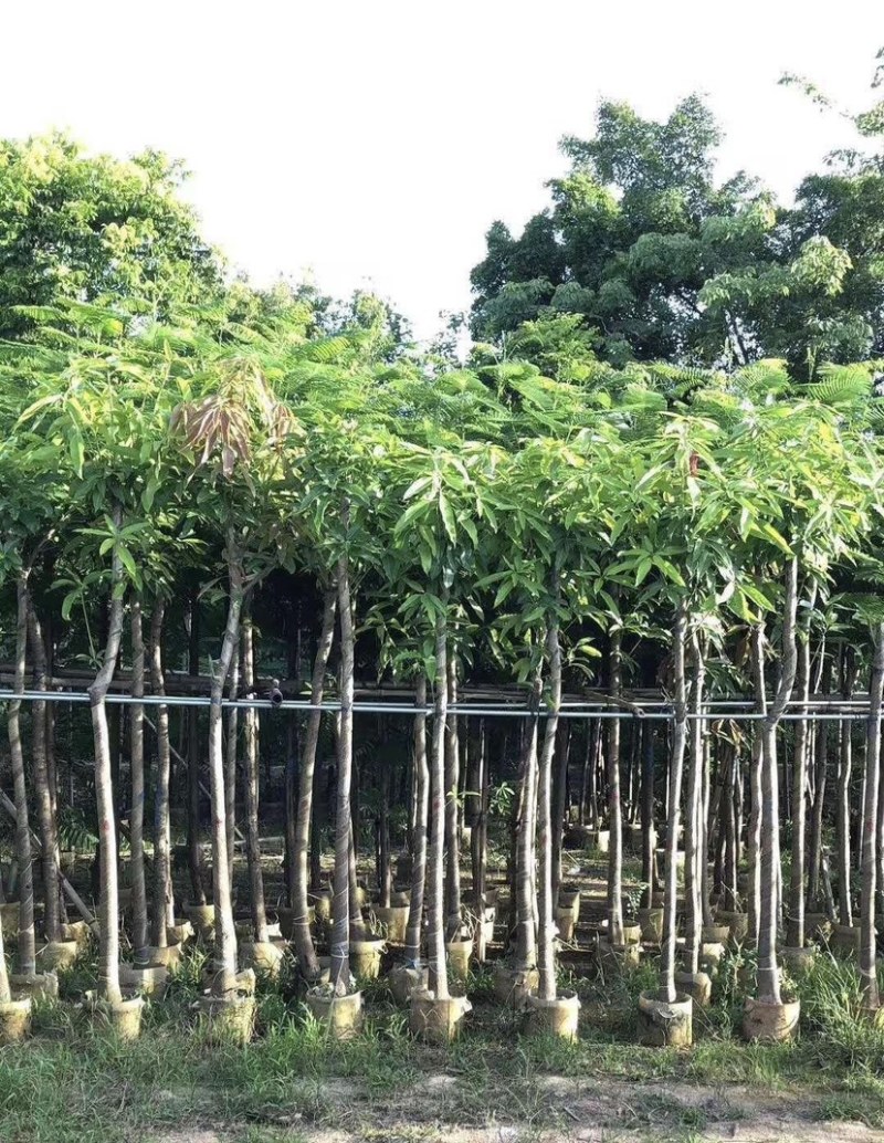 芒果