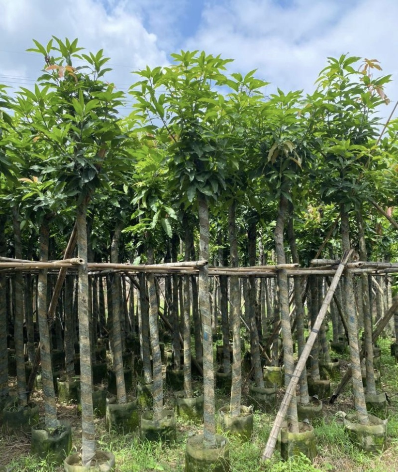 芒果