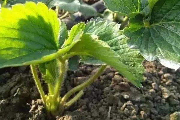 菜花苗早期叶片发黄,表现为叶脉间黄化 菜花苗发黄症状图