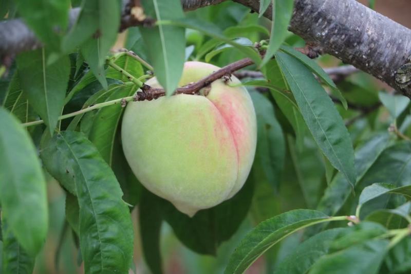 开远特产、鹰嘴蜜桃、甜脆