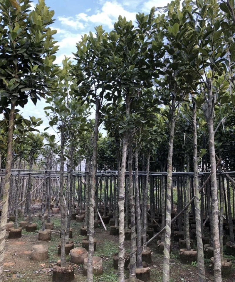 树菠萝