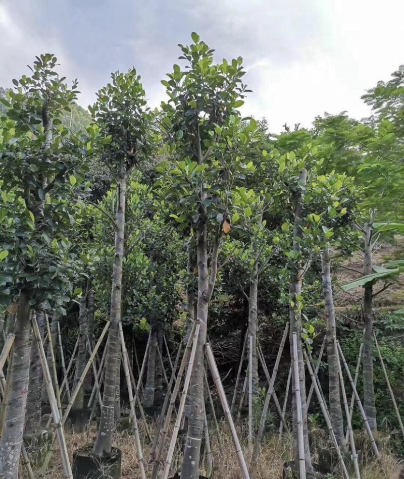 树菠萝