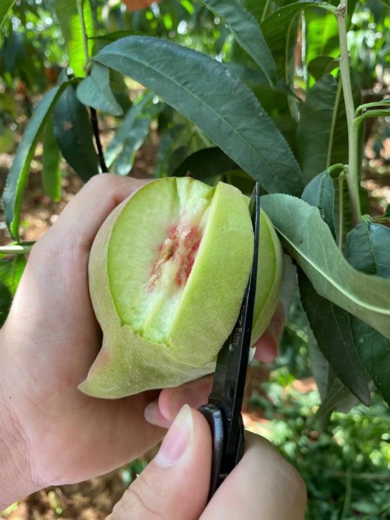 开远特产、鹰嘴蜜桃、甜脆