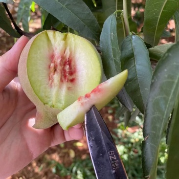 开远特产、鹰嘴蜜桃、甜脆
